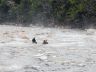 Two WMSRT paddlers keep a victim company in the rotorwash prior to him getting hoisted into a NH National Guard Blackhawk.